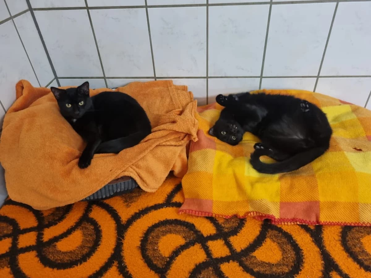 Dina,  Mixed Breed for adoption at Tierheim Halle, Halle