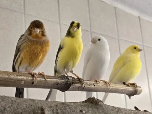 Kanarienvögel mit Megabakterien, male 3yo mixed breed for adoption at Tierheim Stuttgart, Stuttgart