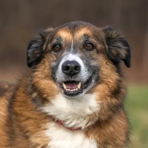 Dylan, male 7yo Mixed Breed for adoption at Tierheim Köln, Cologne