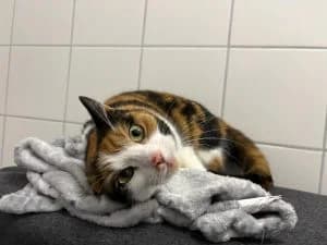 Carina, female European Shorthair for adoption at Tierheim Regensburg, Regensburg