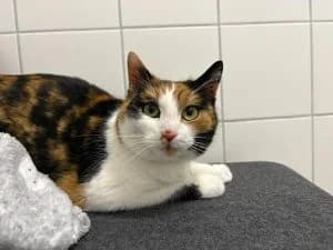 Carina, brown tabby female European Shorthair for adoption at Tierheim Regensburg, Regensburg — photo 2 of 3