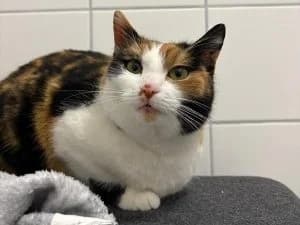 Carina, brown tabby female European Shorthair for adoption at Tierheim Regensburg, Regensburg — photo 3 of 3