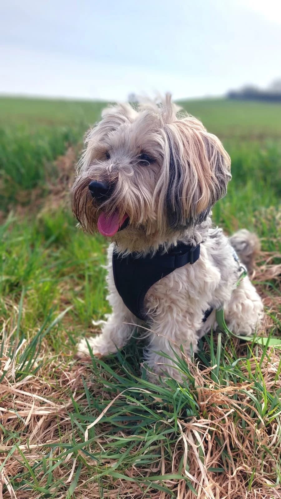 Ricky, male Poodle for adoption at Tierheim Regensburg, Regensburg