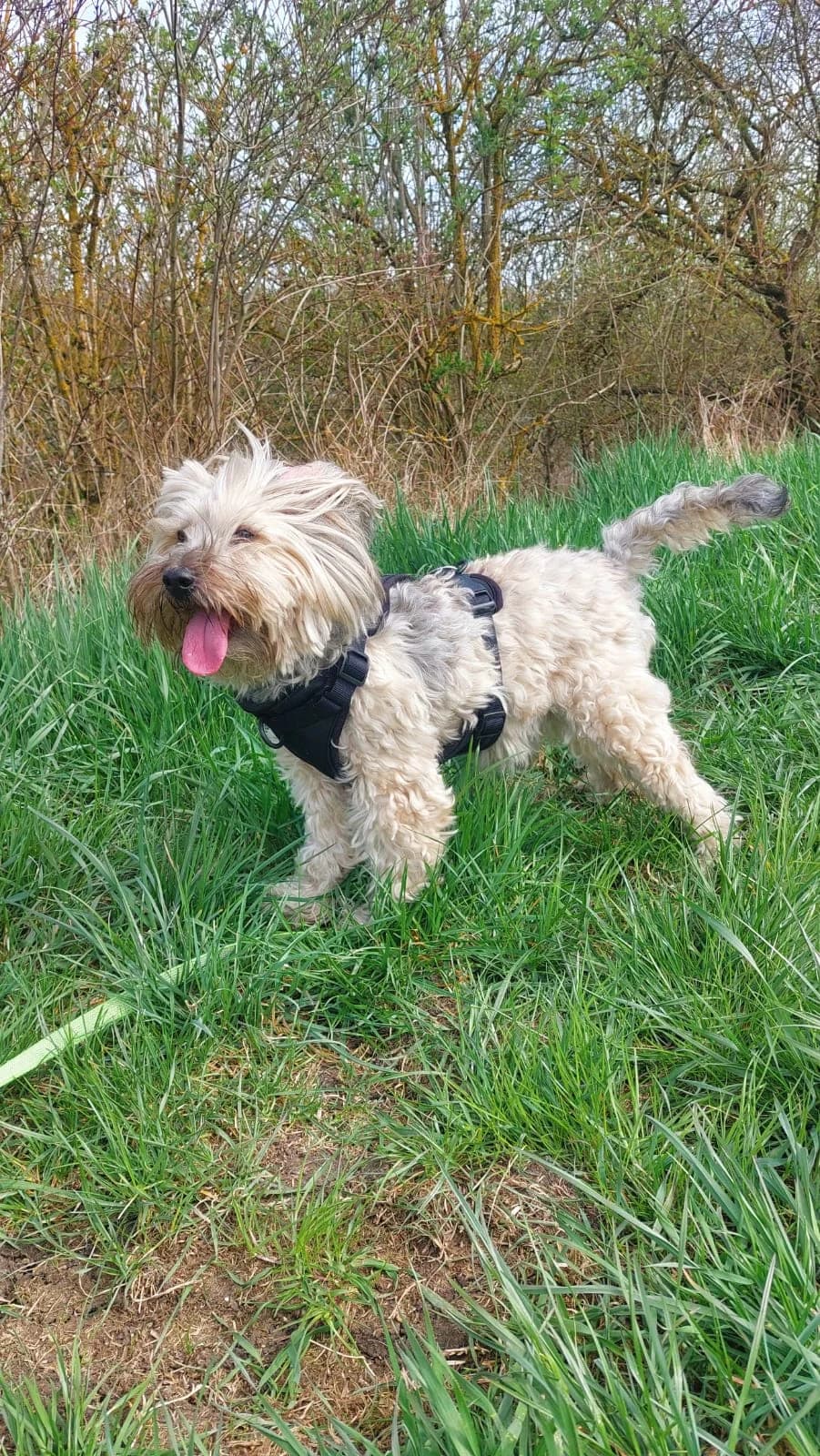 Ricky, grey male Poodle for adoption at Tierheim Regensburg, Regensburg — photo 2 of 3