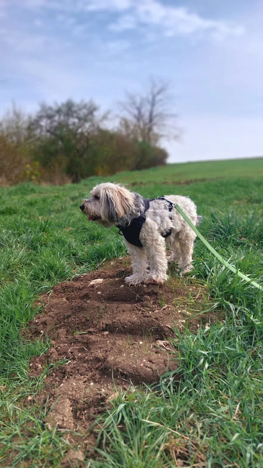 Ricky, grey male Poodle for adoption at Tierheim Regensburg, Regensburg — photo 3 of 3