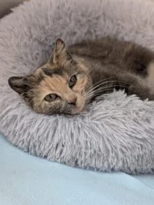 Raven-reserviert, male European Shorthair for adoption at Tierheim Regensburg, Regensburg