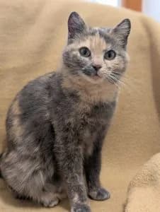 Raven-reserviert, brown tabby male European Shorthair for adoption at Tierheim Regensburg, Regensburg — photo 3 of 8