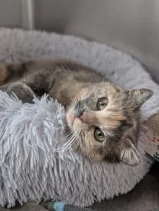 Raven-reserviert, brown tabby male European Shorthair for adoption at Tierheim Regensburg, Regensburg — photo 5 of 8