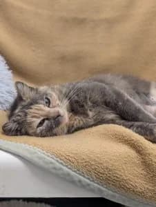 Raven-reserviert, brown tabby male European Shorthair for adoption at Tierheim Regensburg, Regensburg — photo 7 of 8