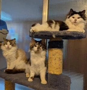 Tine, Tiffy & Simon, male mixed breed for adoption at Tierheim Regensburg, Regensburg