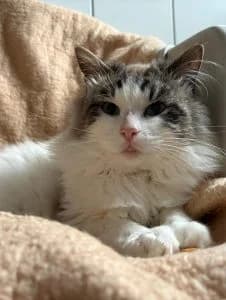 Tine, Tiffy & Simon, white male mixed breed for adoption at Tierheim Regensburg, Regensburg — photo 2 of 5