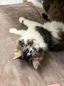 Tine, Tiffy & Simon, white male mixed breed for adoption at Tierheim Regensburg, Regensburg — photo 3 of 5