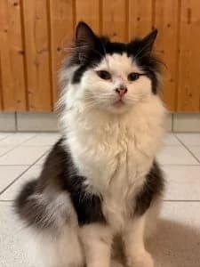 Tine, Tiffy & Simon, white male mixed breed for adoption at Tierheim Regensburg, Regensburg — photo 4 of 5