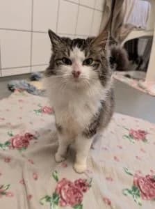 Tine, Tiffy & Simon, white male mixed breed for adoption at Tierheim Regensburg, Regensburg — photo 5 of 5