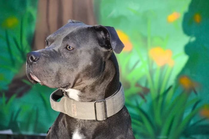 Eddie, male young Staffordshire Bull Terrier for adoption at Tierheim Paderborn, Paderborn