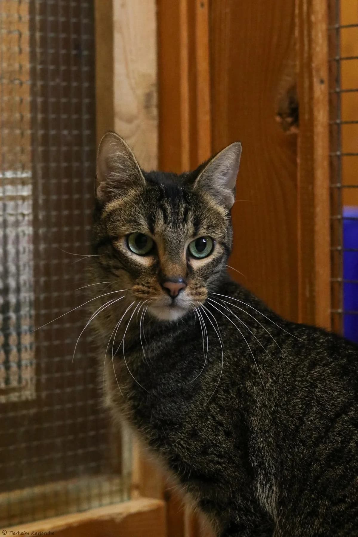 Eddy (reserviert) (Wohnungshaltung, gerne mit gesichertem Balkon), getigert male 6yo Domestic Shorthair for adoption at Tierheim Karlsruhe, Karlsruhe