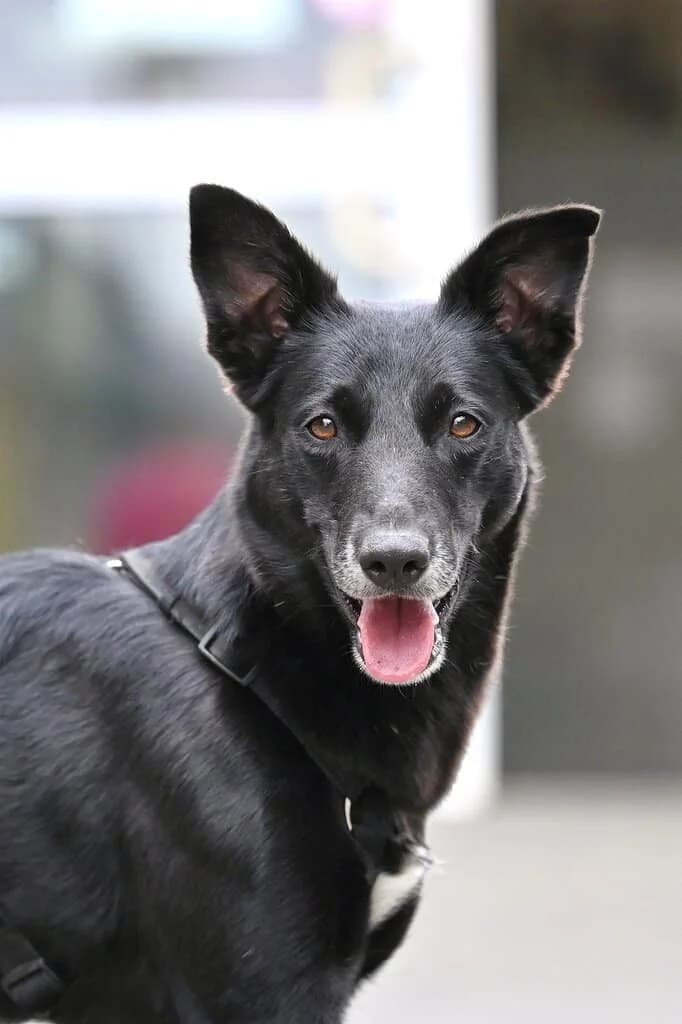 Elfi, male 7yo Mixed Breed for adoption at Tierheim Siegen, Siegen