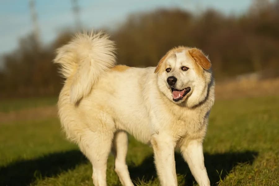 Emil (HSH), male Mixed Breed for adoption at Tierheim Ludwigsburg, Ludwigsburg