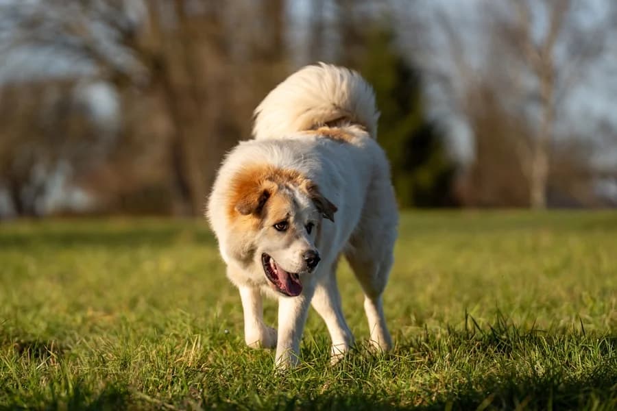 Emil (HSH), cream male Mixed Breed for adoption at Tierheim Ludwigsburg, Ludwigsburg — photo 2 of 3
