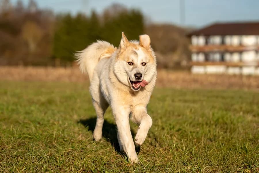 Emil (HSH), cream male Mixed Breed for adoption at Tierheim Ludwigsburg, Ludwigsburg — photo 3 of 3