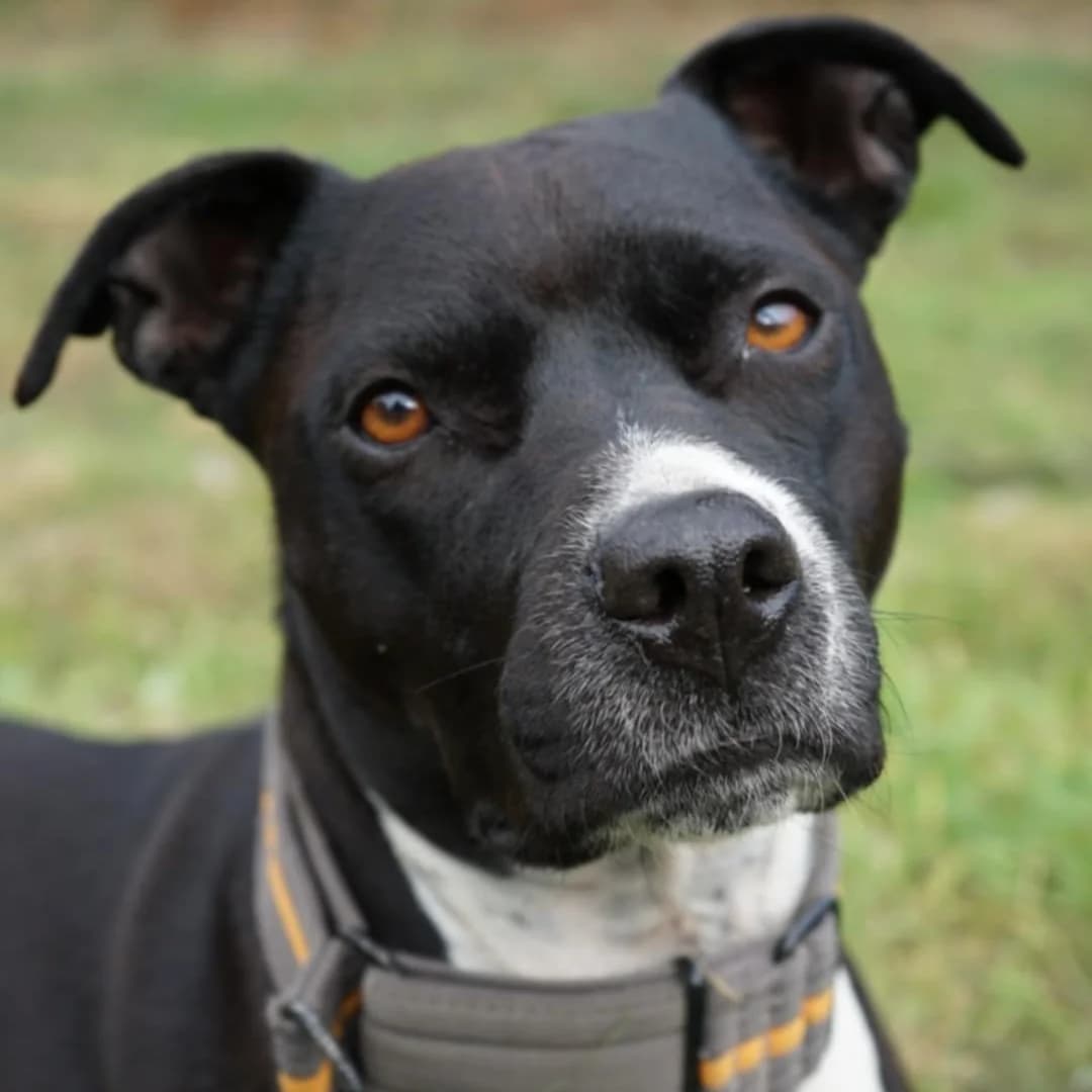Emily Erdbeere, female 7yo Staffordshire Bull Terrier for adoption at Tierheim Hannover, Hannover