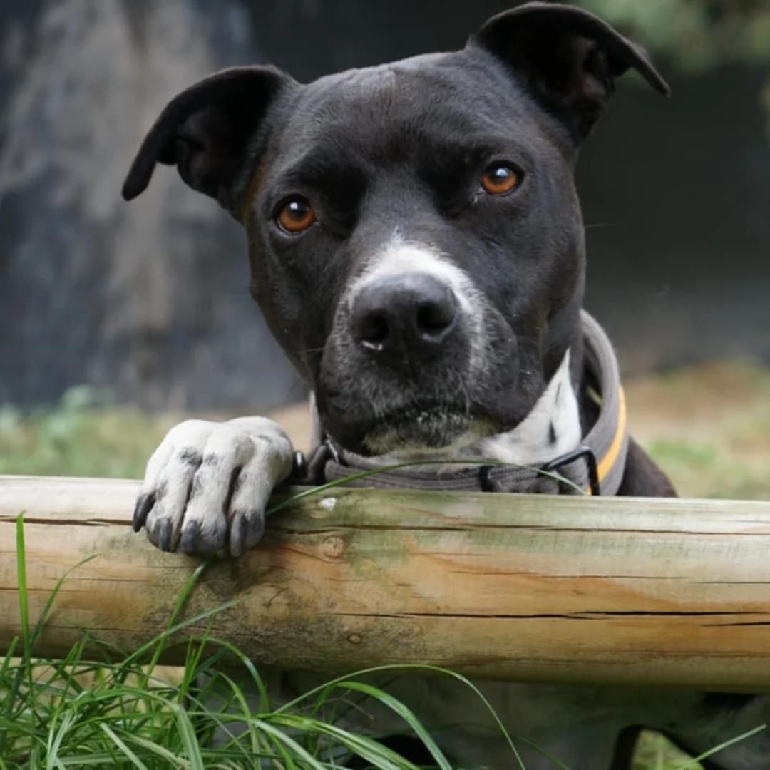 Emily Erdbeere photo 2