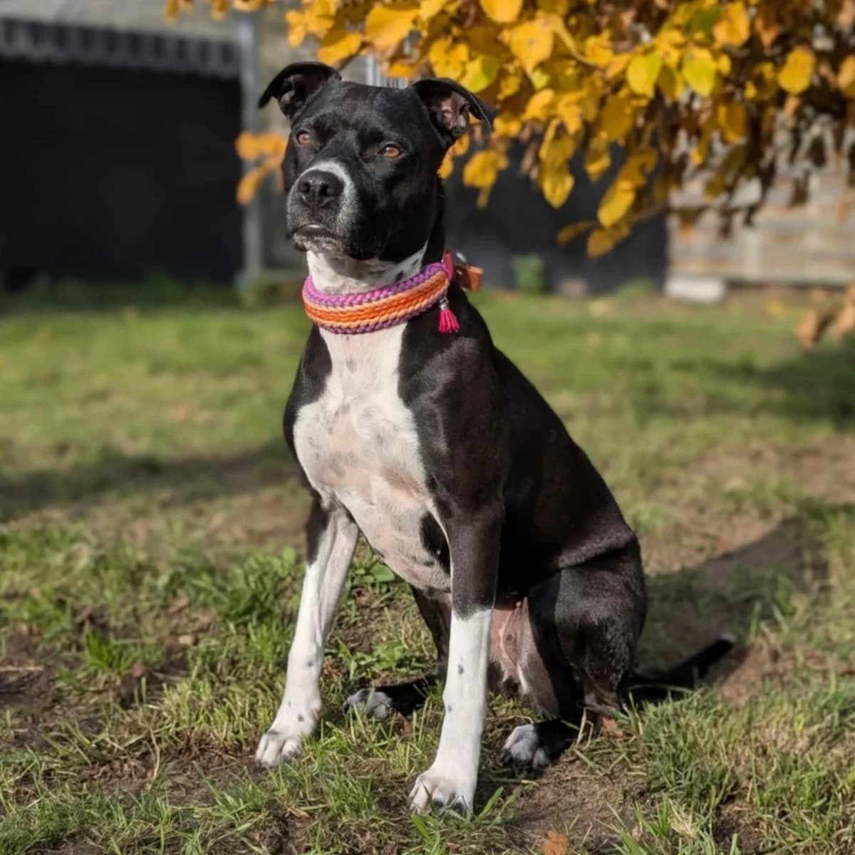 Emily Erdbeere photo 3