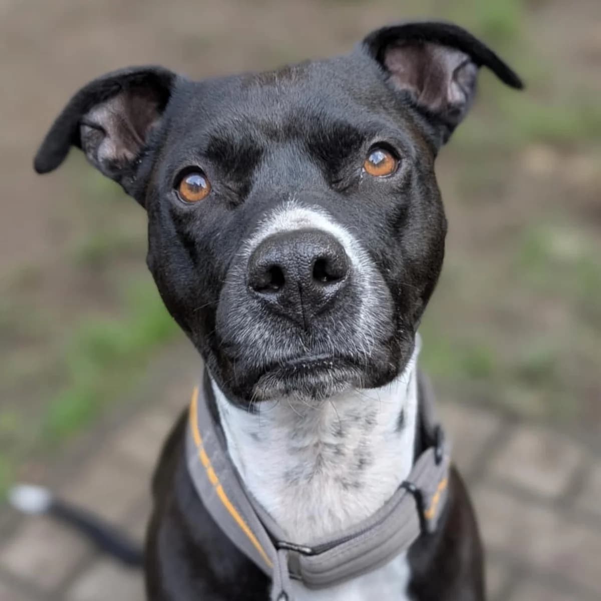 Emily Erdbeere photo 4