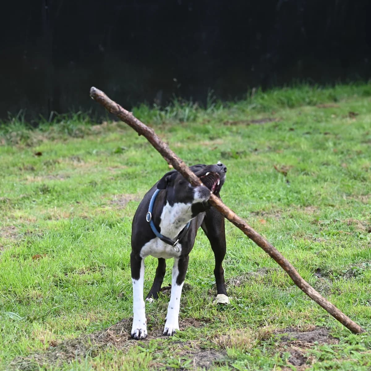 Emily Erdbeere photo 6