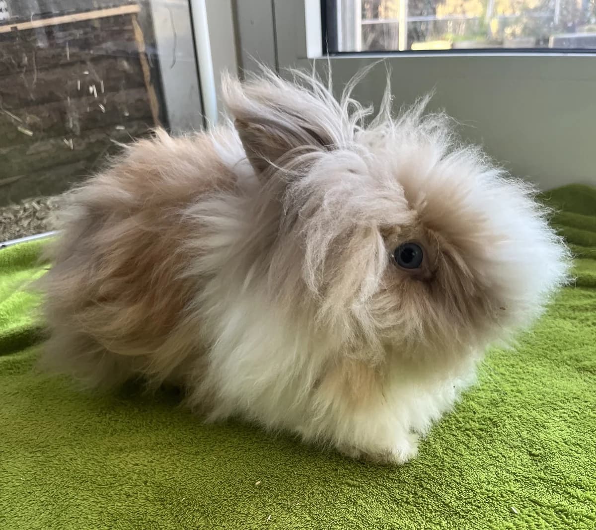 Bernhard, ♂, Angora-Mix, beige-weiß, kastriert & Bianca, ♀, Zwergkaninchen, japaner hell, beide Inne,  Lop Rabbit for adoption at Tierheim Heidelberg, Heidelberg
