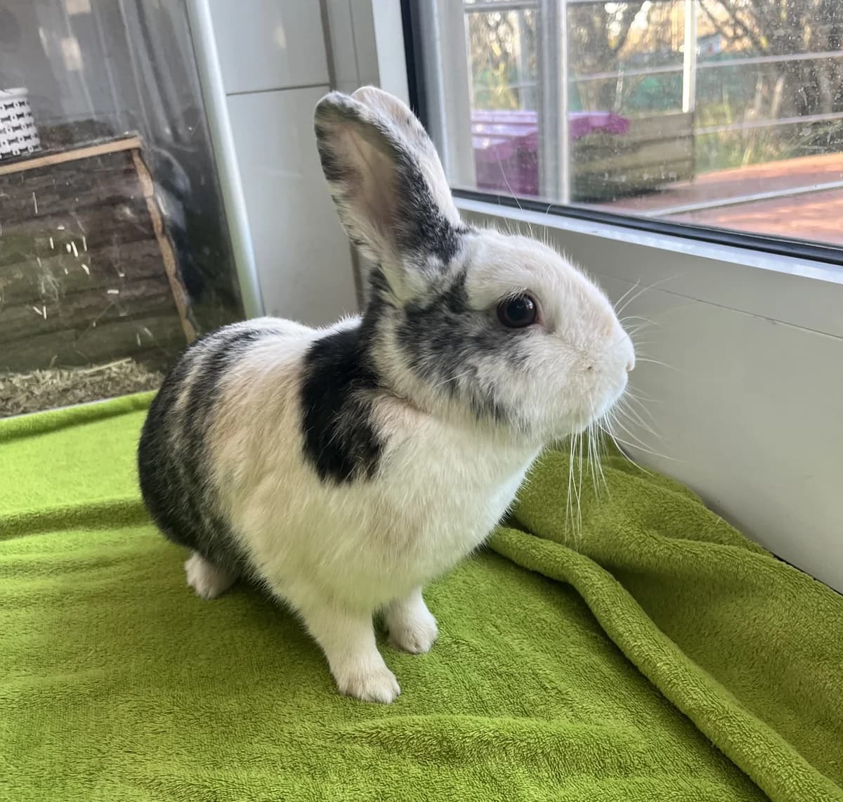 Bernhard, ♂, Angora-Mix, beige-weiß, kastriert & Bianca, ♀, Zwergkaninchen, japaner hell, beide Inne, cream  Lop Rabbit for adoption at Tierheim Heidelberg, Heidelberg — photo 2 of 2