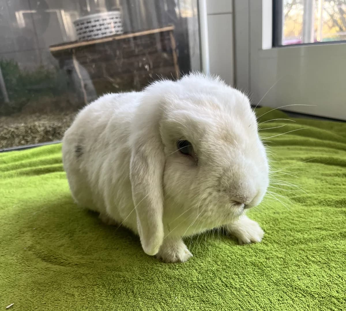 Wilfried, ♂, Widder, agouti, kastriert, + Lioba, ♀, Widder, blau-weiß, Lop Rabbit (Tierheim Heidelberg)
