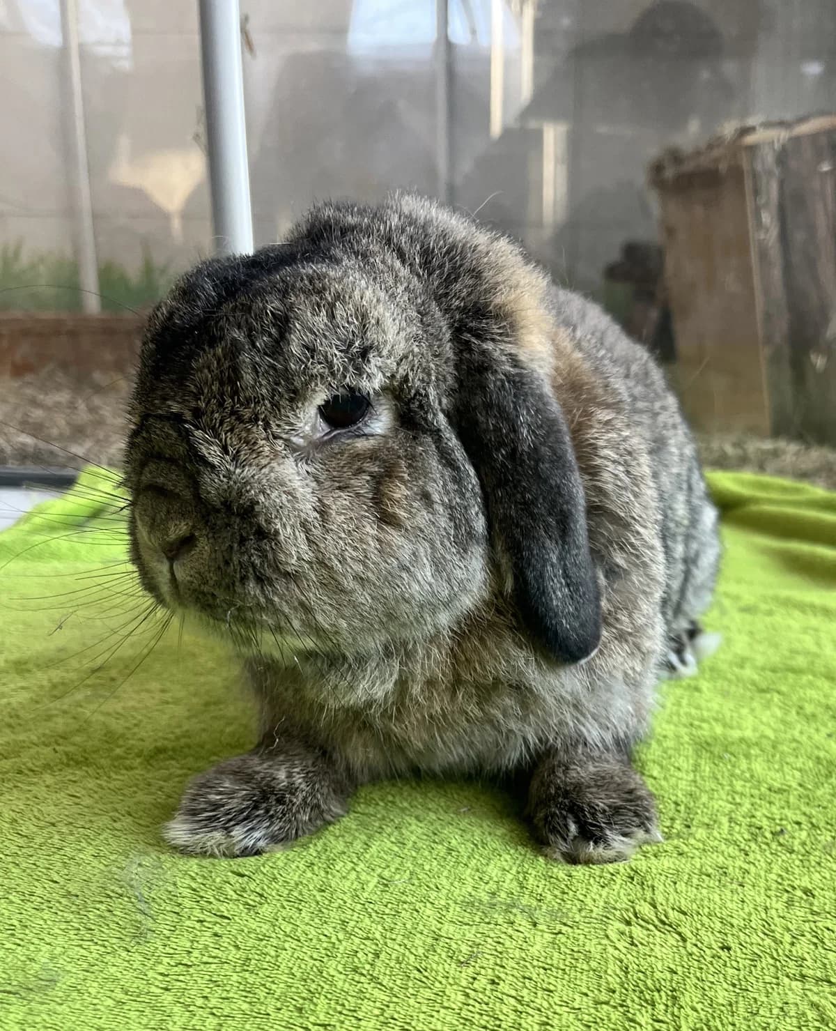 Wiltrud, ♀, Widder, weiß gescheckt & Wilfried, ♂, Widder, agouti, kastriert, beide Innenhaltung, white female Lop Rabbit for adoption at Tierheim Heidelberg, Heidelberg — photo 2 of 2
