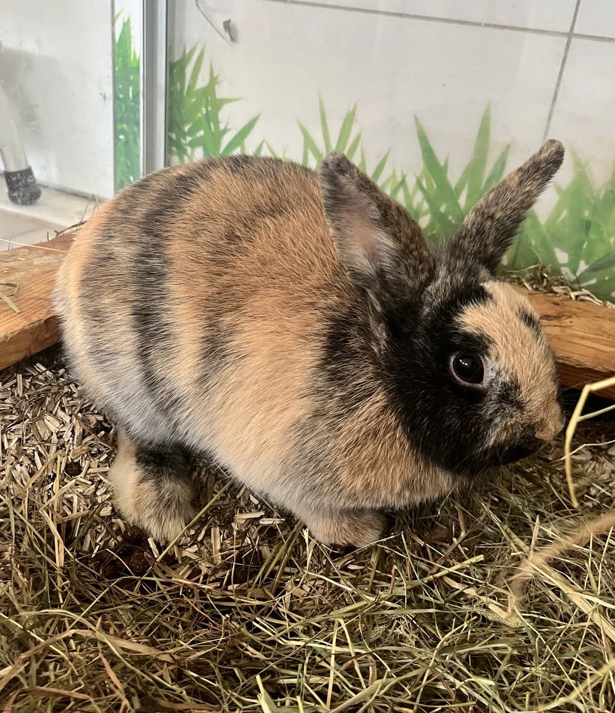 Gina, ♀ & Wum Wum, ♂,  Dwarf Rabbit for adoption at Tierheim Heidelberg, Heidelberg