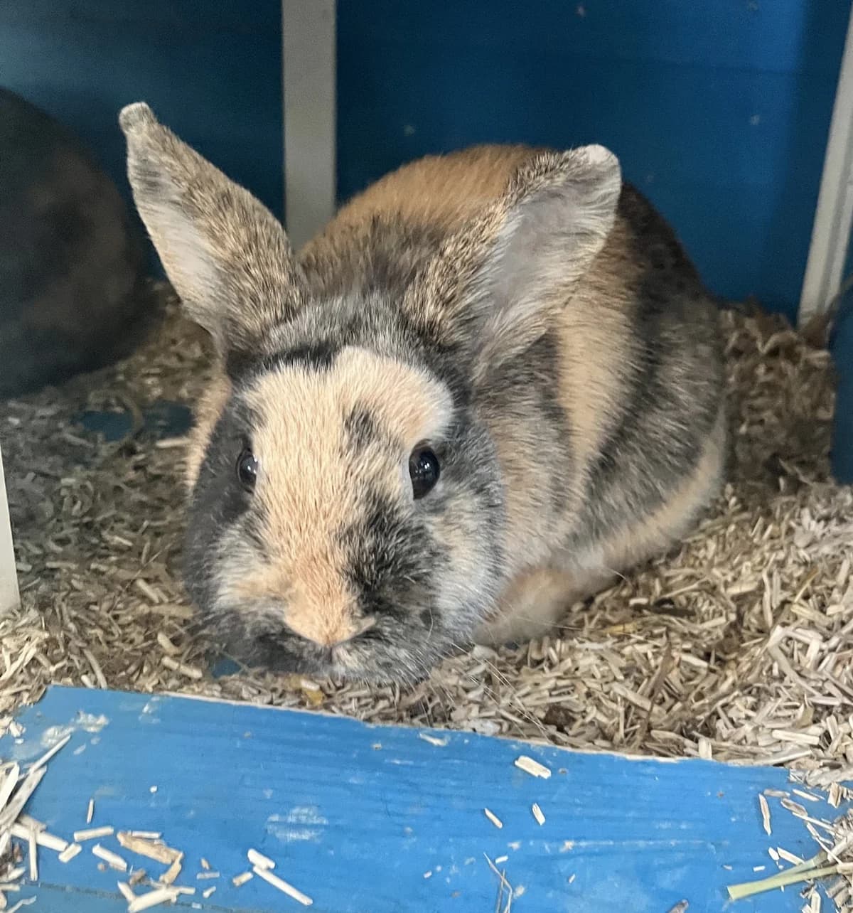 Gina, ♀ & Wum Wum, ♂, brown  Dwarf Rabbit for adoption at Tierheim Heidelberg, Heidelberg — photo 2 of 2