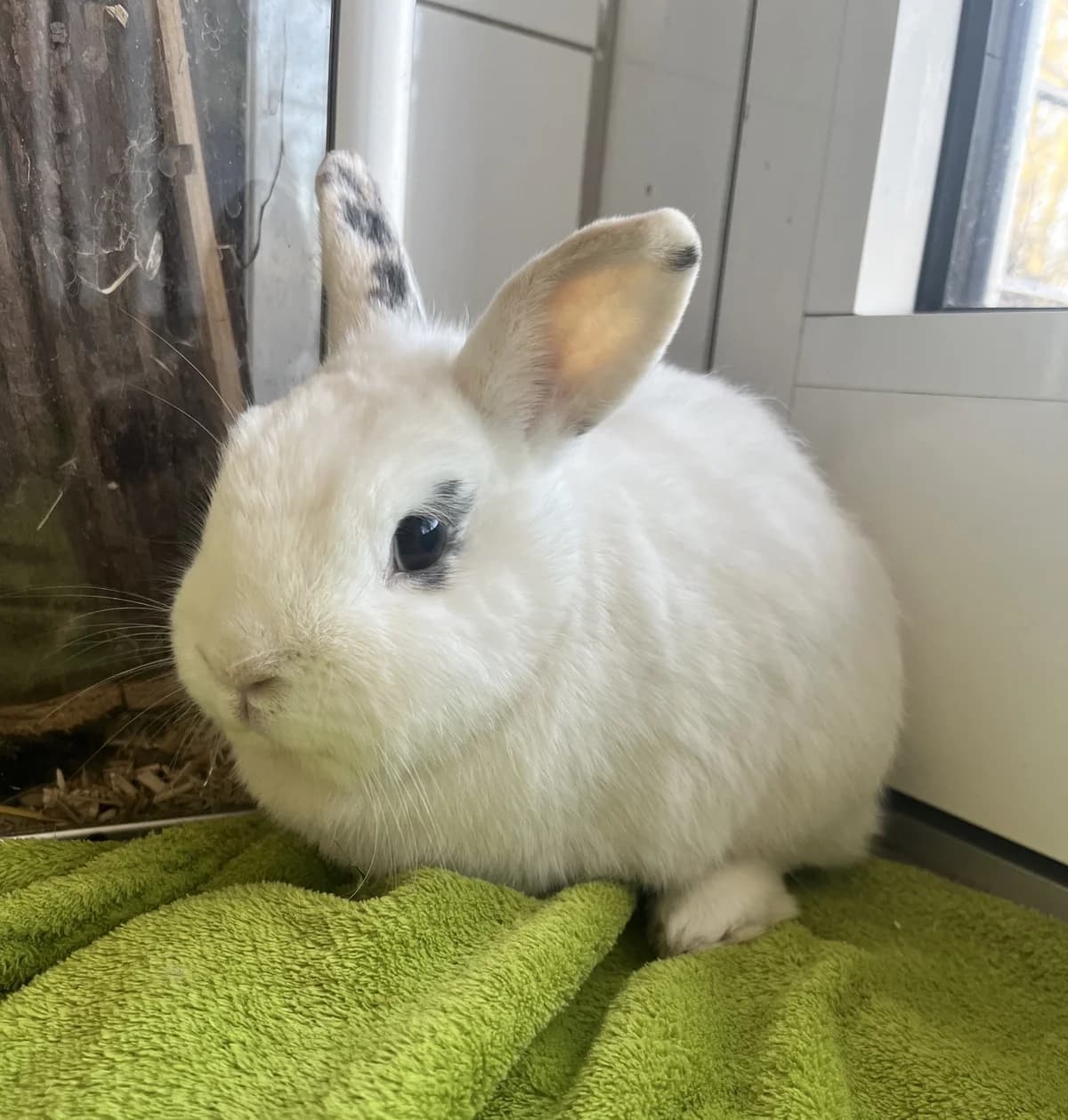 RESERVIERT            Pünktchen, ♂, Zwergkaninchen, weiß & Wilma, ♀, Widder, schwarz,  Dwarf Rabbit for adoption at Tierheim Heidelberg, Heidelberg
