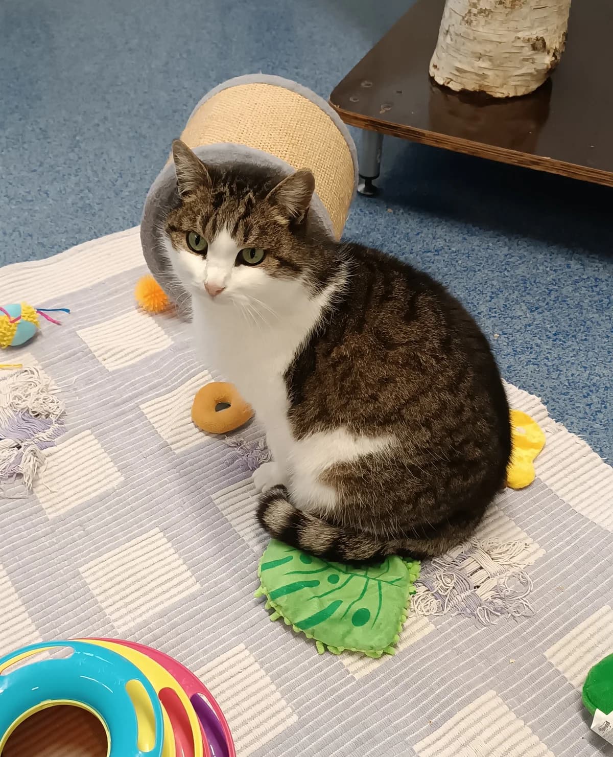 Söckchen, ♀, EKH, getigert-weiß, * ca. 2011, Freigang,  European Shorthair for adoption at Tierheim Heidelberg, Heidelberg