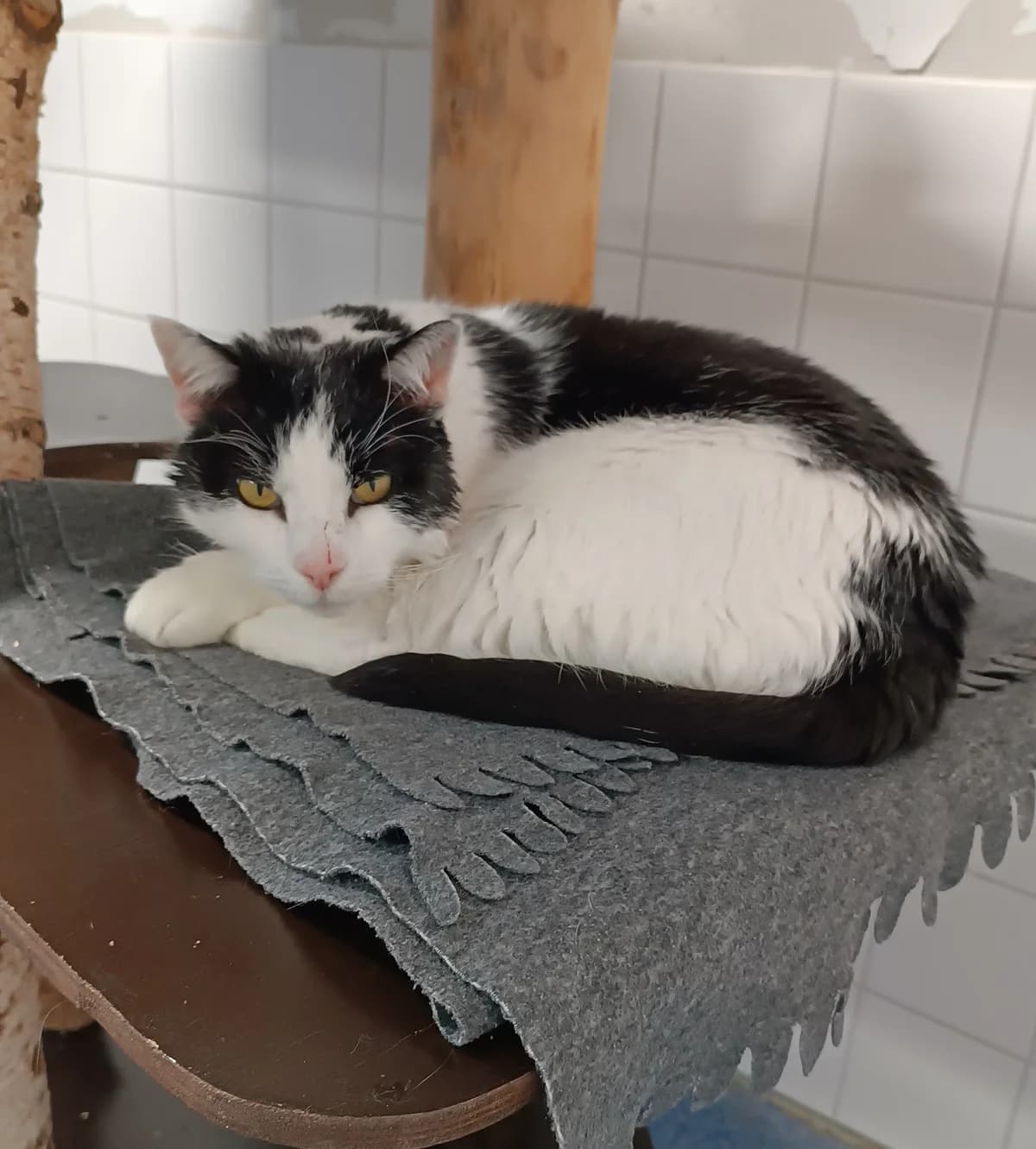 RESERVIERT      Fritz, ♂, EKH, schwarz-weiß, * ca. 2020, Freigang,  European Shorthair for adoption at Tierheim Heidelberg, Heidelberg