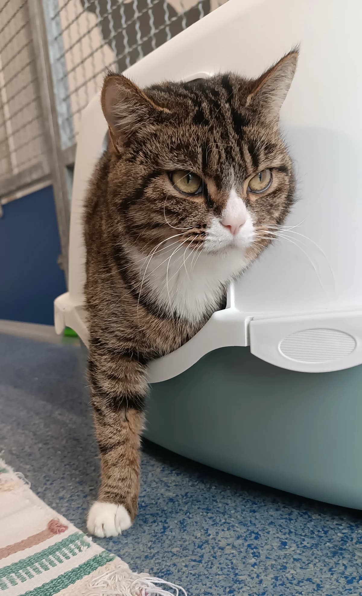 Flora, ♀, BKH-Mix, getigert-weiß, * unbekannt, Freigang,  British Shorthair for adoption at Tierheim Heidelberg, Heidelberg