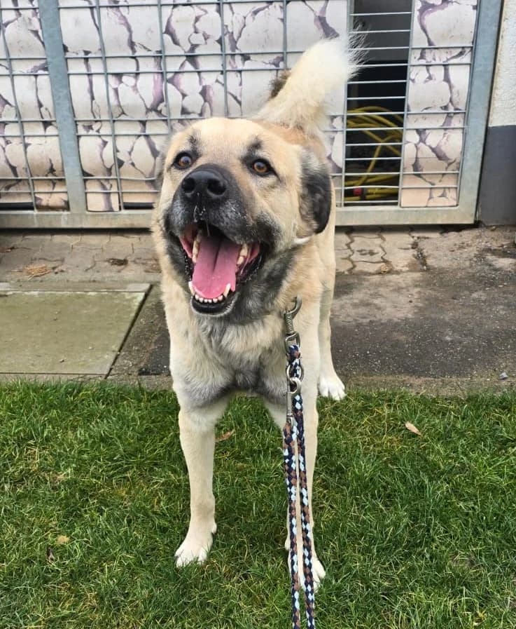 Simba, Kangal-Mix, ♂, ca. 2022 geboren, getigert  puppy Kangal for adoption at Tierheim Heidelberg, Heidelberg