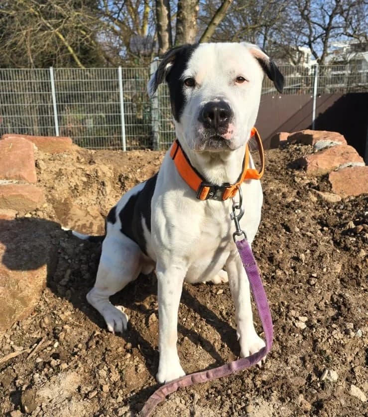 Blitz, American Staffordshire Terrier, ♂ kastriert, 6 Jahre, American Staffordshire Terrier for adoption at Tierheim Heidelberg, Heidelberg