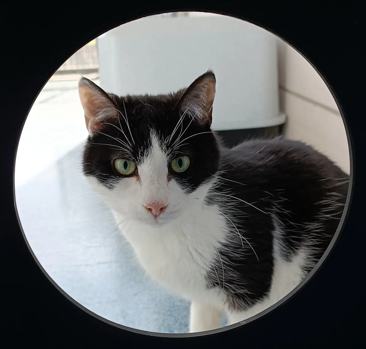 Paul & Luna, EKH, schwarz/weiß, *05/2014, Wohnungshaltung,  European Shorthair for adoption at Tierheim Heidelberg, Heidelberg