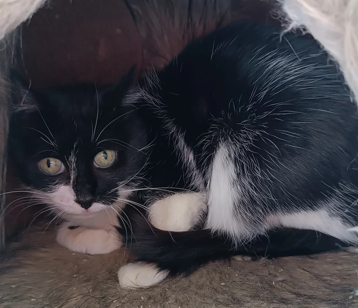 Paul & Luna, EKH, schwarz/weiß, *05/2014, Wohnungshaltung, black and white  European Shorthair for adoption at Tierheim Heidelberg, Heidelberg — photo 2 of 2