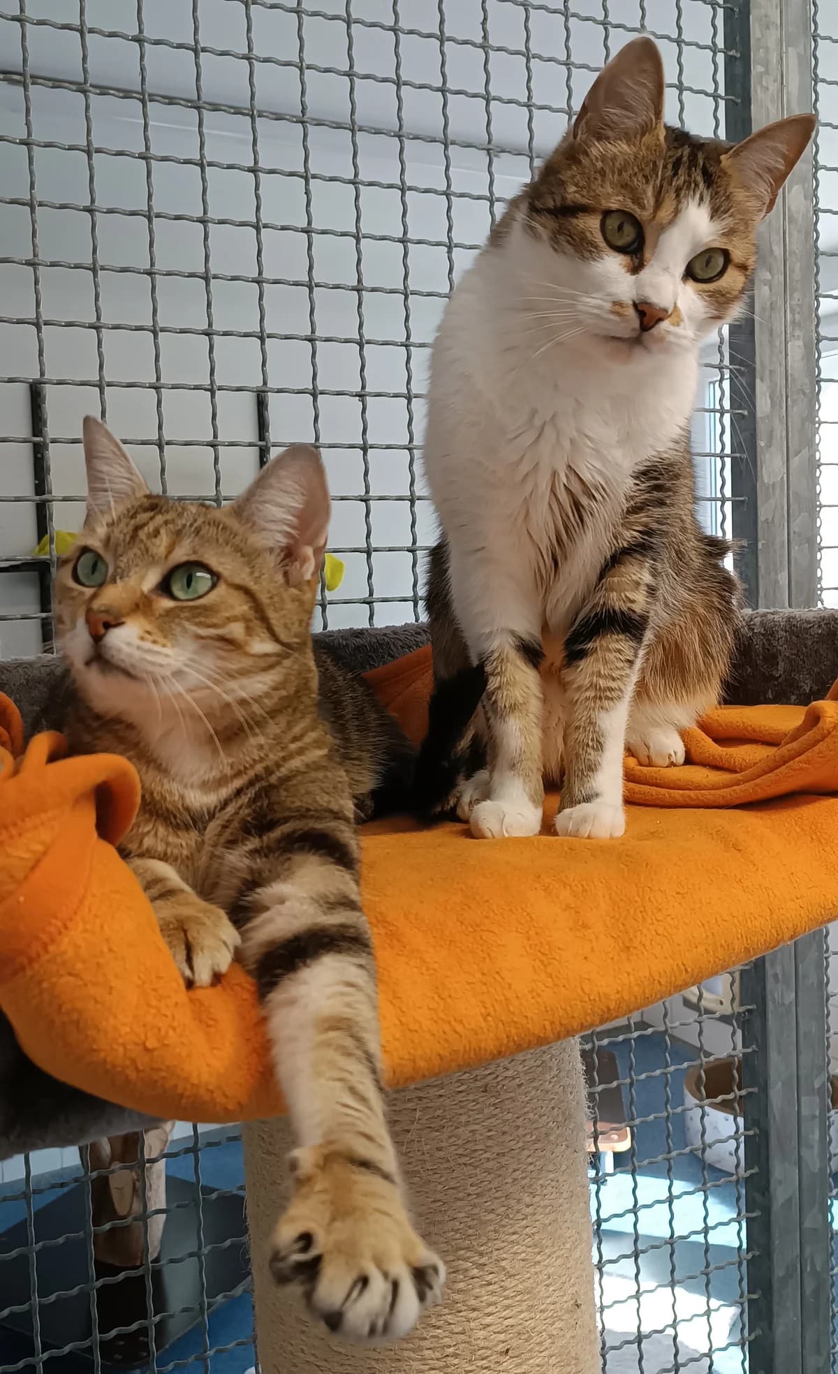 RESERVIERT        Lilly und Mr. White, EKH, *05/2016, Wohnungshaltung,  European Shorthair for adoption at Tierheim Heidelberg, Heidelberg