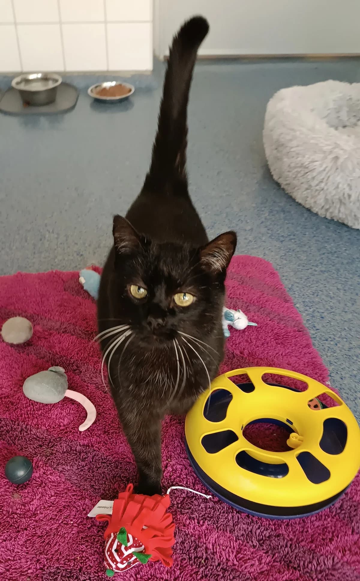 Harry, ♂, EKH, schwarz, * ca. 2018, Freigang,  European Shorthair for adoption at Tierheim Heidelberg, Heidelberg