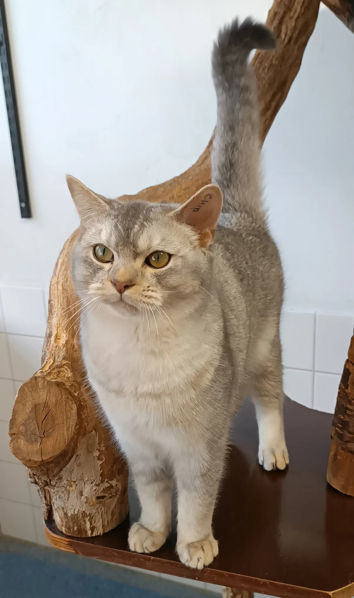 RESERVIERT              Mr. Perfect, ♂, BKH-Mix, Grau/beige, *ca. 2025, Freigang, grau  puppy British Shorthair for adoption at Tierheim Heidelberg, Heidelberg