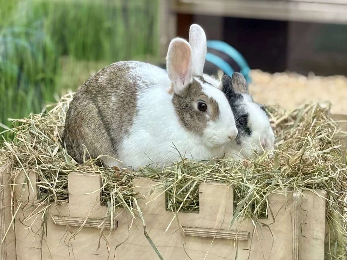 Schüchternes Pärchen braucht geduldige Menschen, male 7yo mixed breed for adoption at Tierheim Oldenburg, Oldenburg