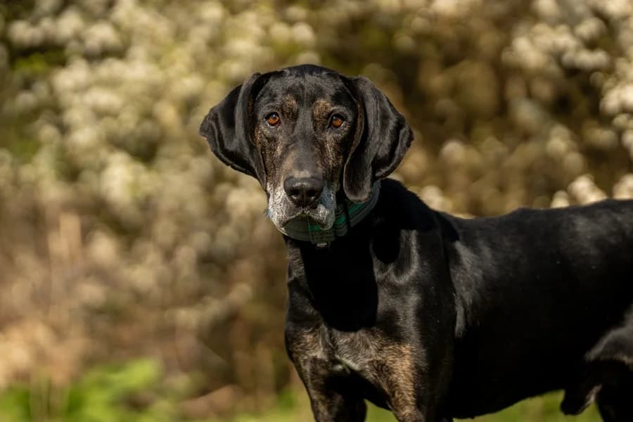 Eros, male Mixed Breed for adoption at Tierheim Ludwigsburg, Ludwigsburg