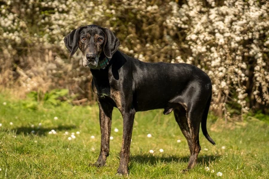Eros, black male Mixed Breed for adoption at Tierheim Ludwigsburg, Ludwigsburg — photo 2 of 2