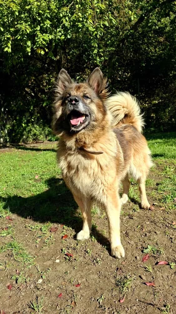 Anka, female mixed breed for adoption at Tierheim Regensburg, Regensburg